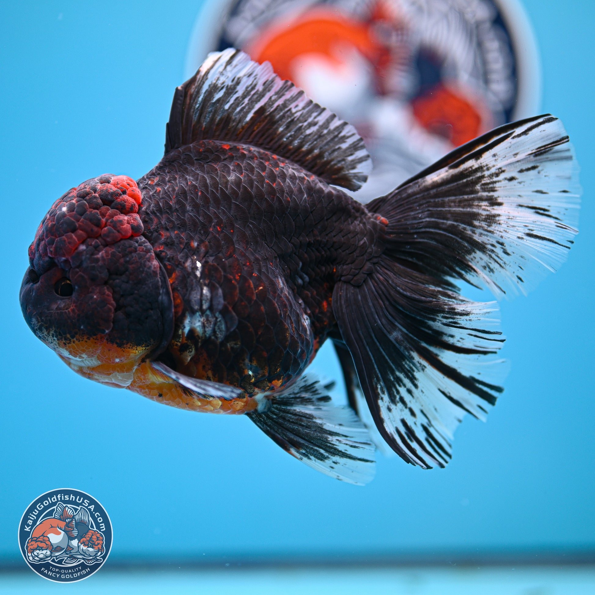 Kirin Rose Tail Oranda 4 inches Body - Female (241129_OR07) - Kaiju Goldfish USA