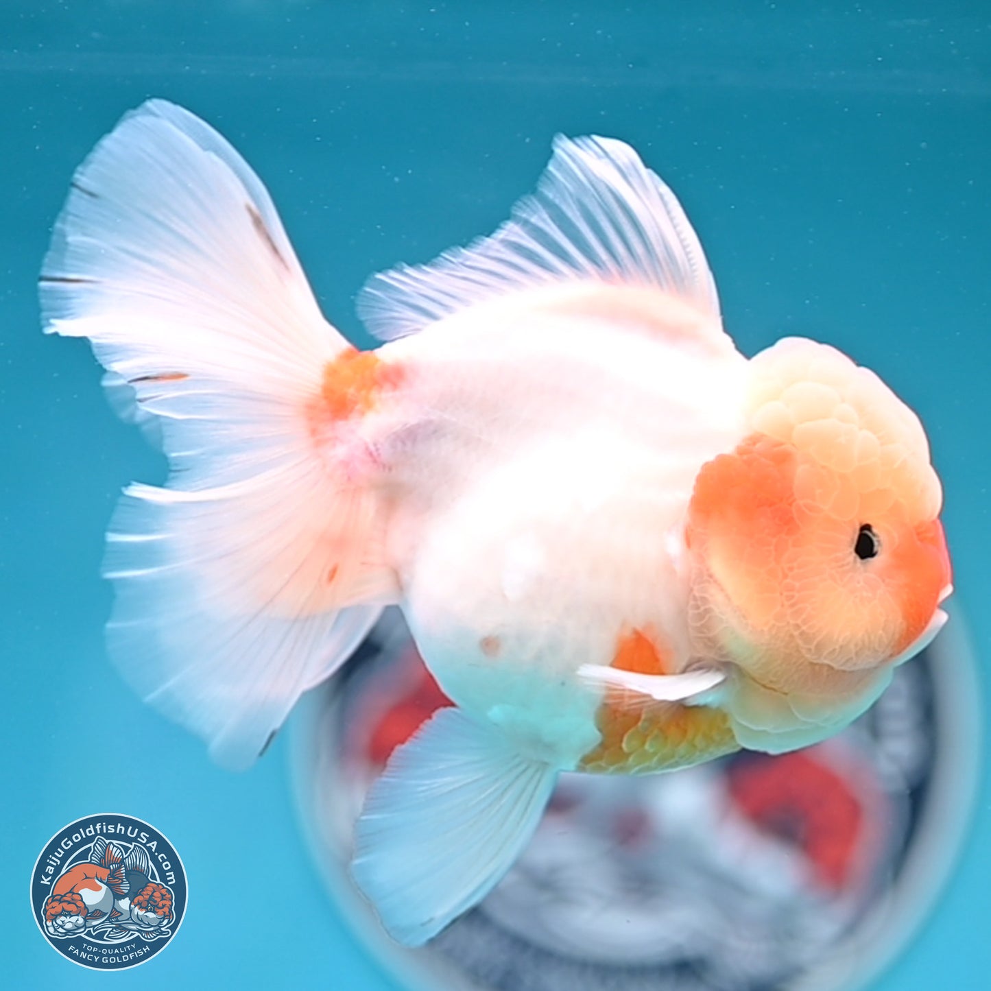 Sakura Rose Tail Oranda 3.5 inches Body - Female (250404_OR07)