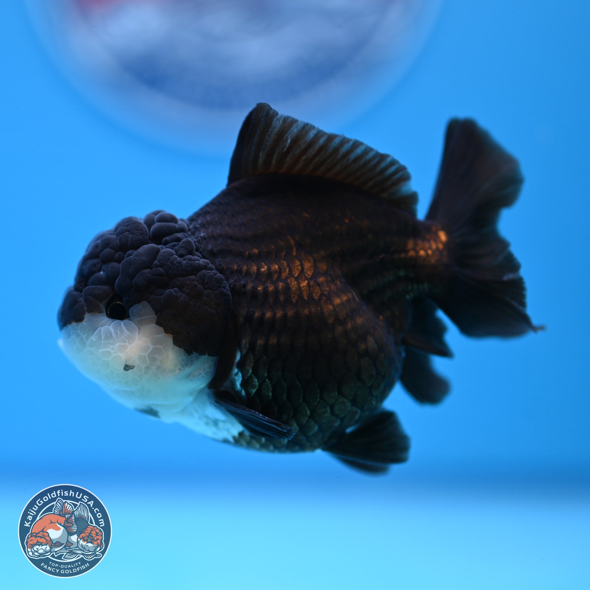 Panda Oranda 3.5-4 inches (240913_OR07) - Kaiju Goldfish USA