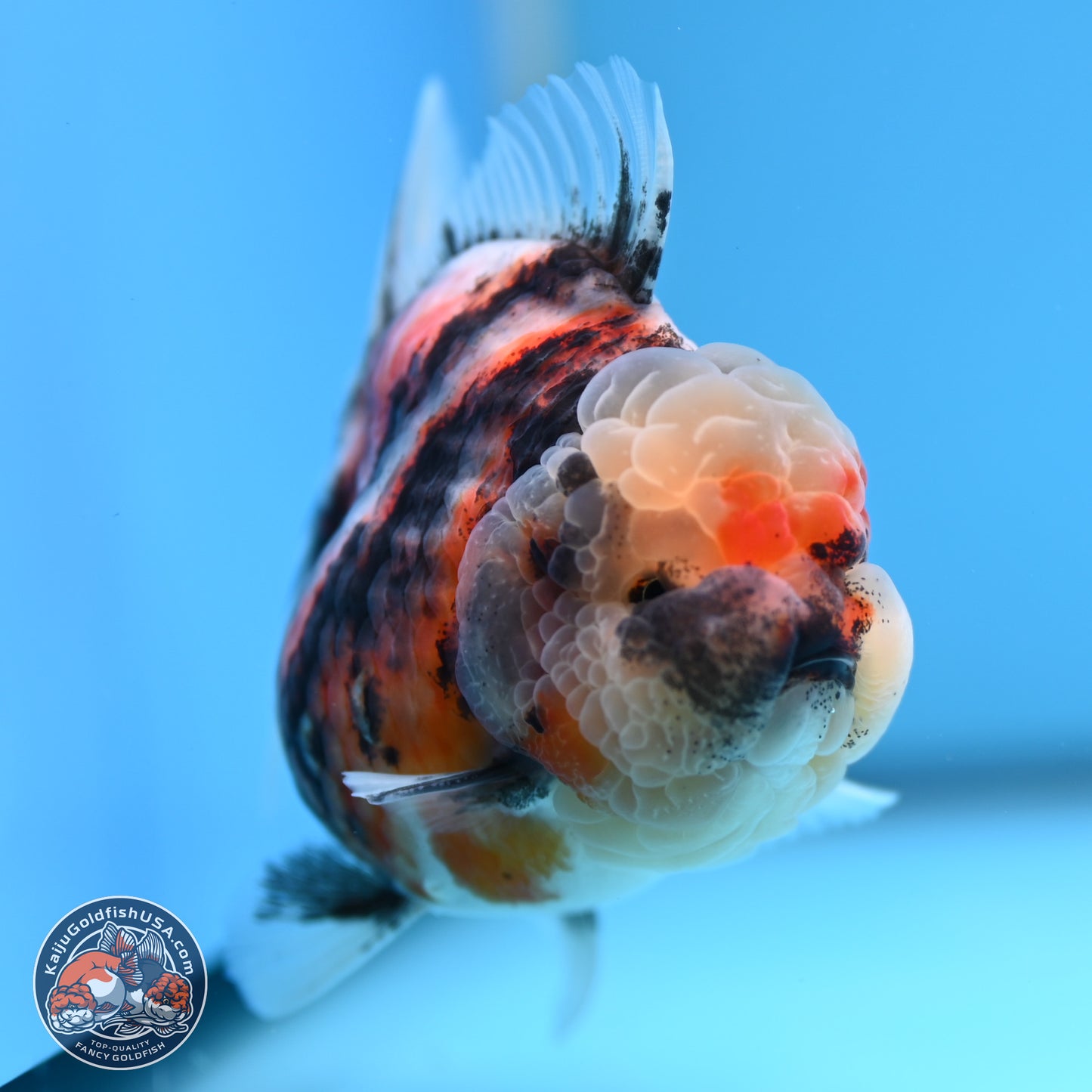 Tricolor Tiger YuanBao Oranda 3.25 inches Body - Female (250314_OR07)