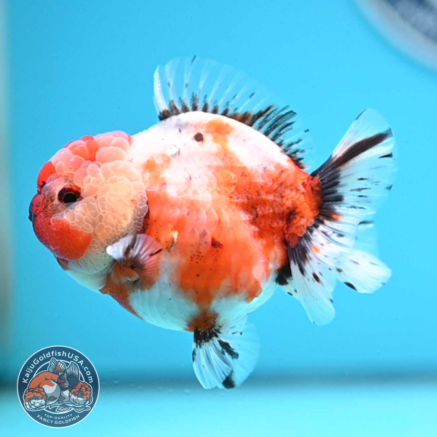Shogun Tricolor Sakura Oranda 3.5 inches Body - Female (250418_OR07)