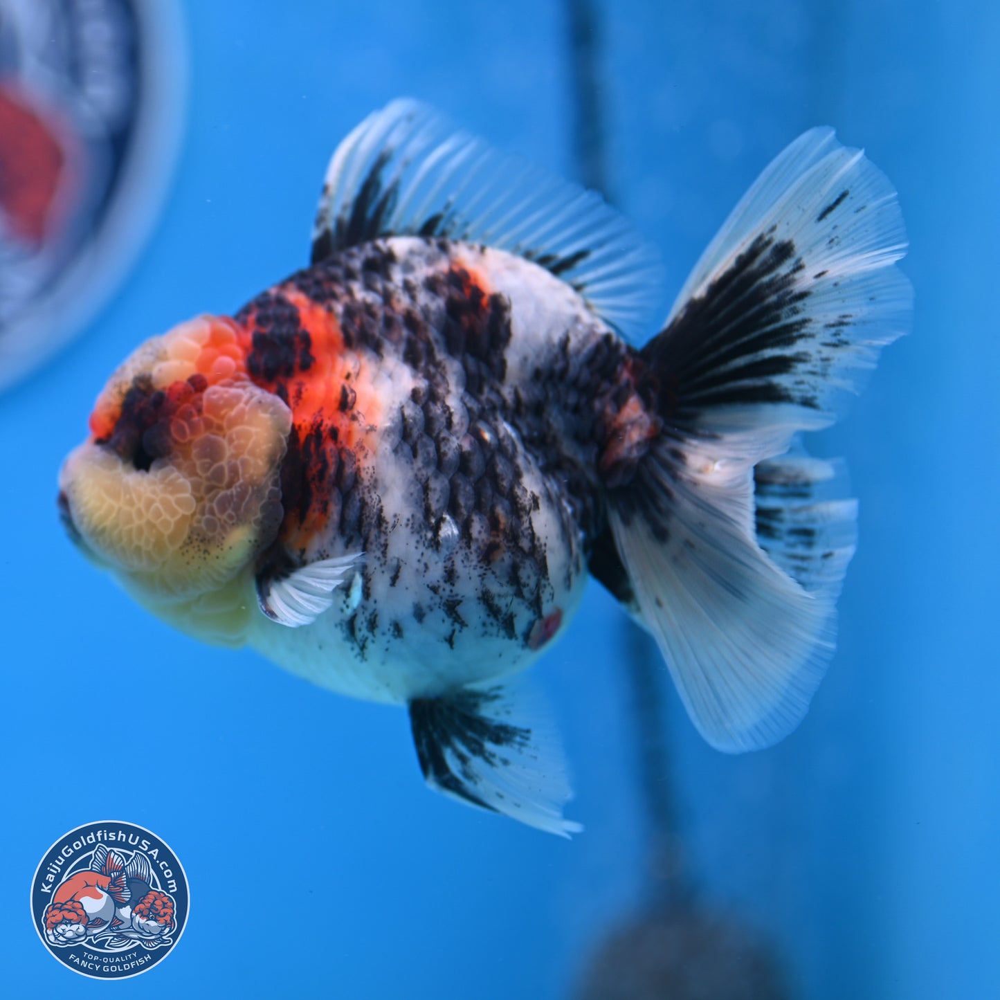 Tricolor Tiger RoseTail Oranda 3.5 inches Body - Female (250307_OR07)