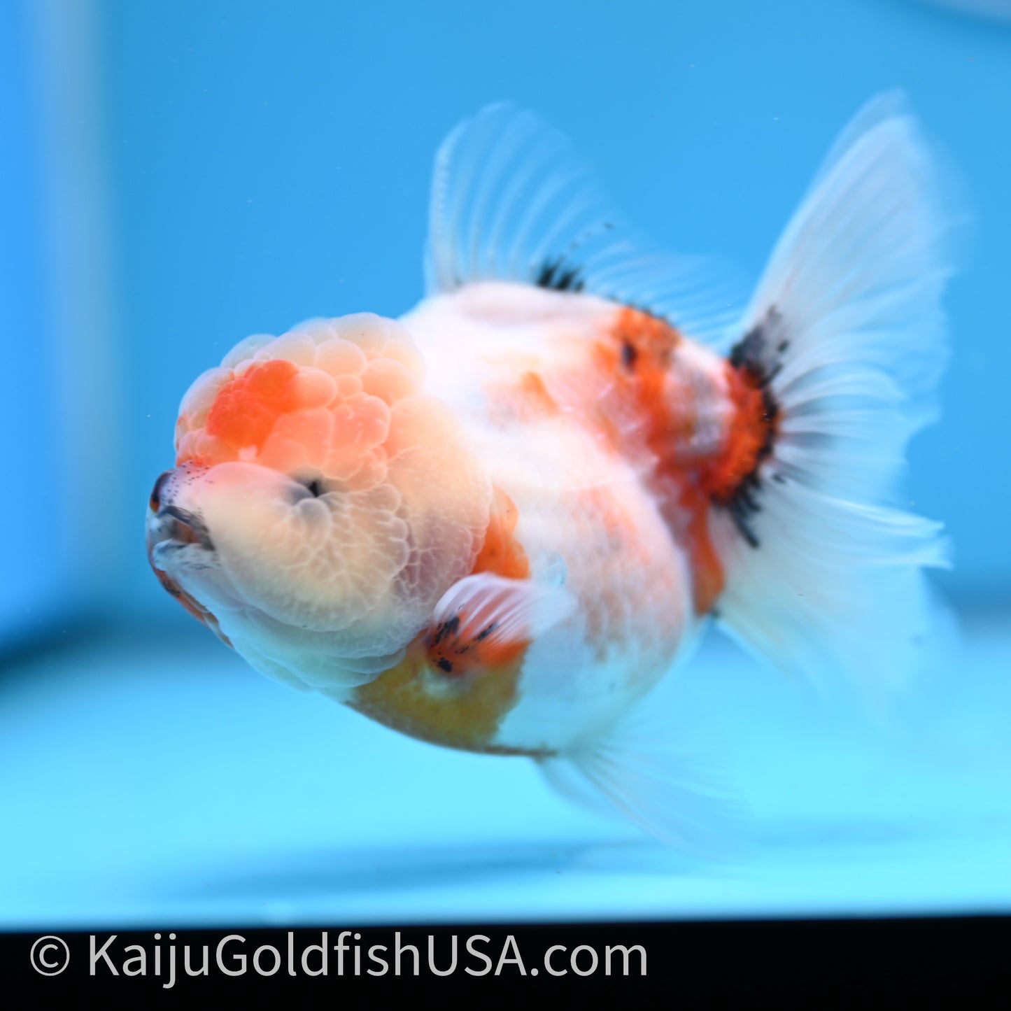 Shogun Godzilla Tricolor Sakura Oranda 3.5in Body (240726_OR07) - Kaiju Goldfish USA