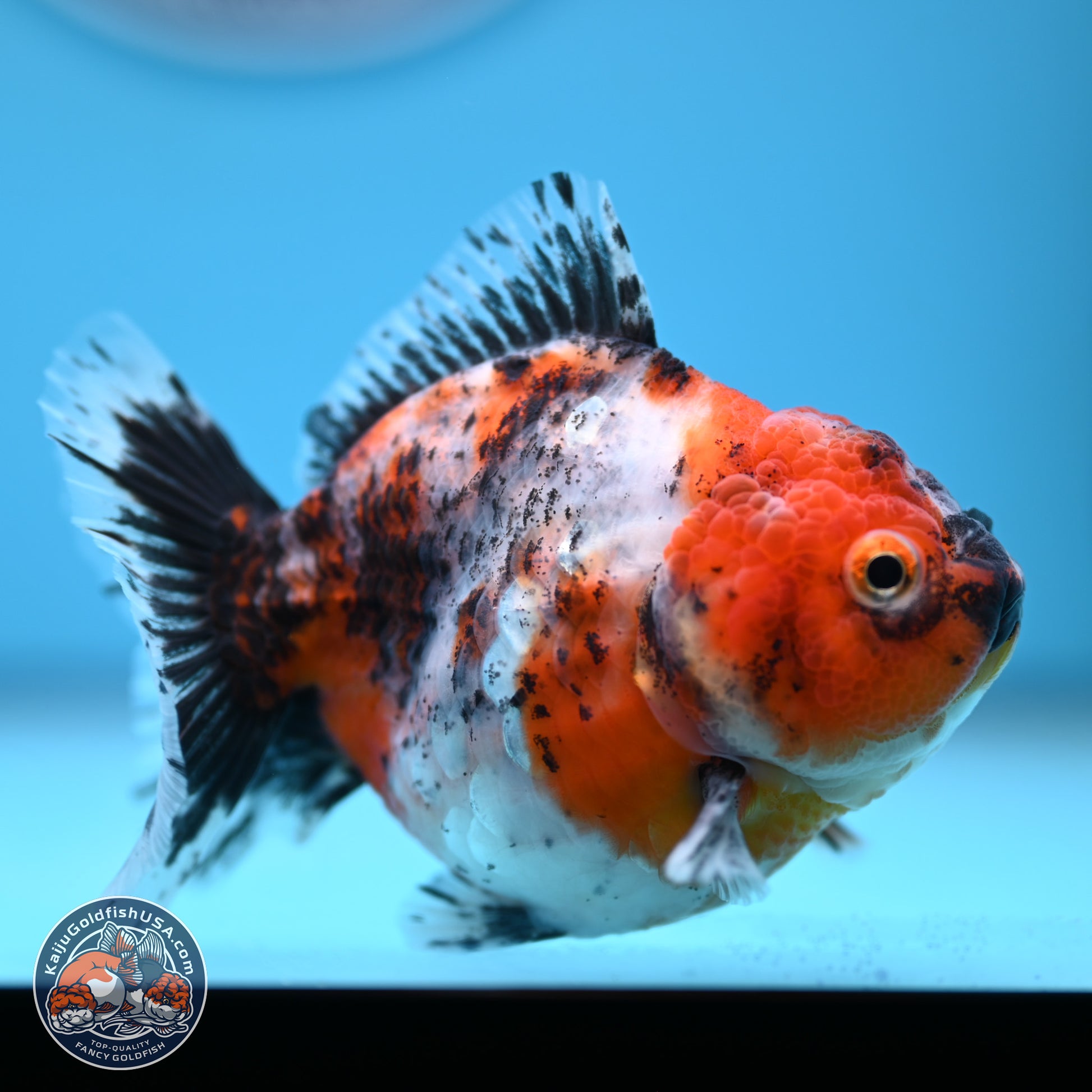 Shogun Calico Oranda 3.5-4.5 in (241011_OR07) - Kaiju Goldfish USA