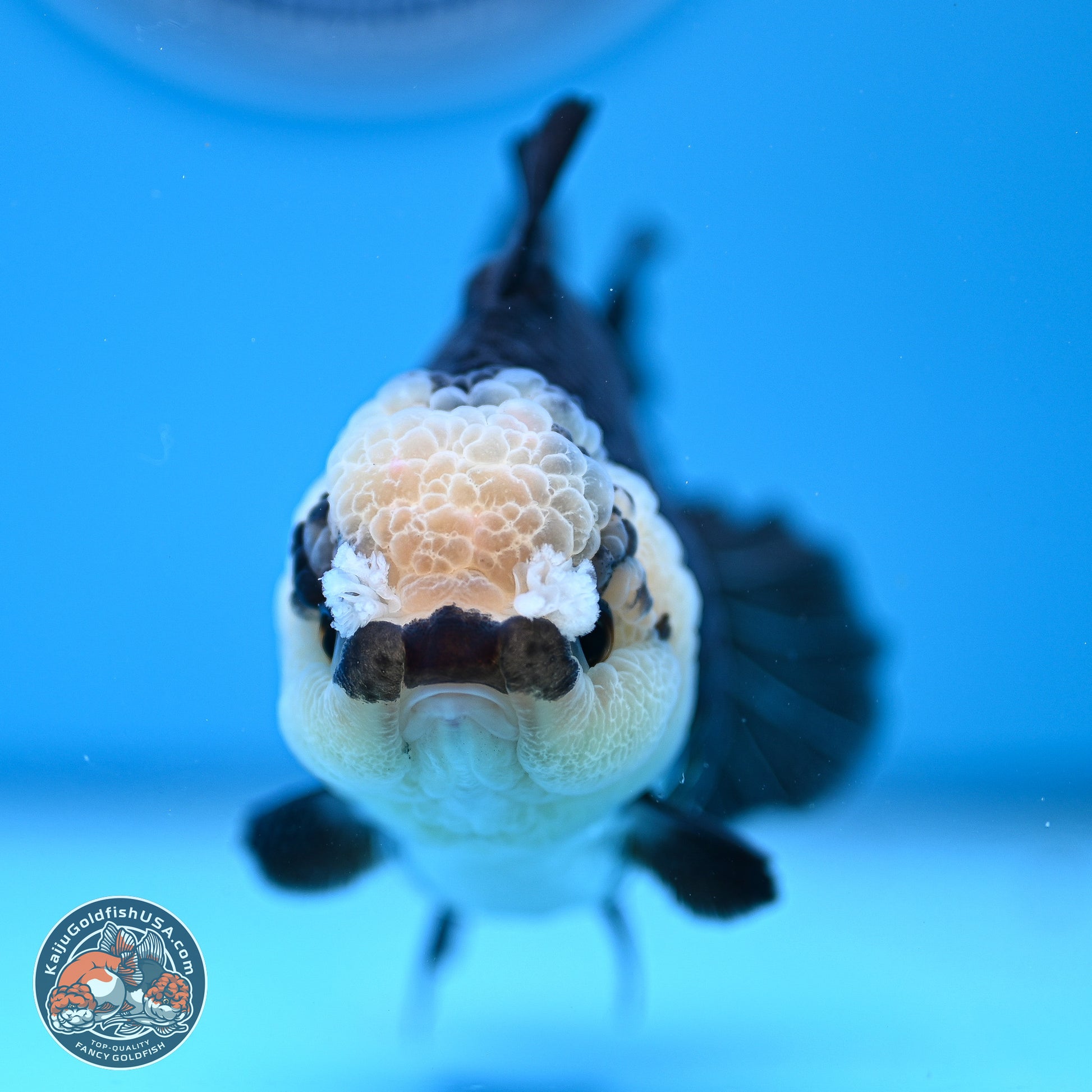 Panda Rose Tail Oranda 3.5in body (240809_OR07) - Kaiju Goldfish USA