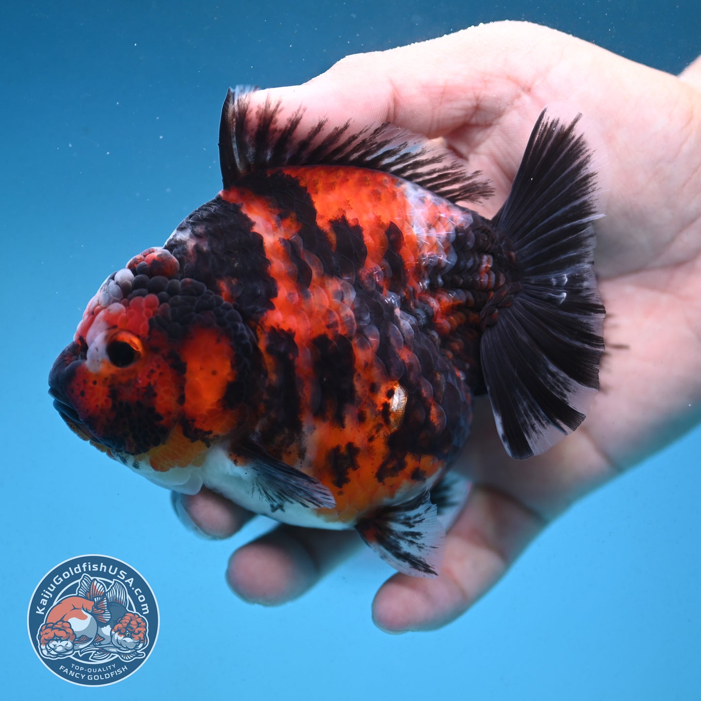 Tiger Oranda 4 inch Body (250912_OR07)
