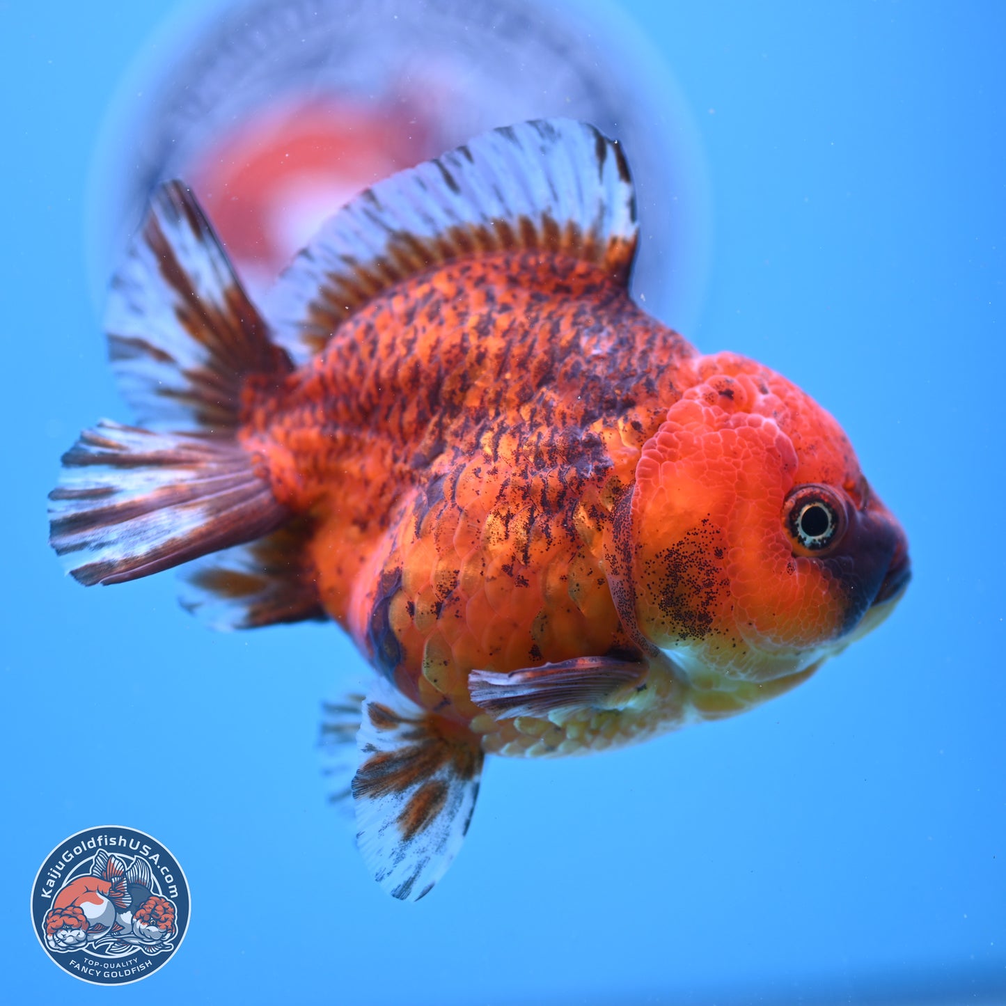 Tiger YuanBao Oranda 4 inches Body - Female (241206_OR07) - Kaiju Goldfish USA