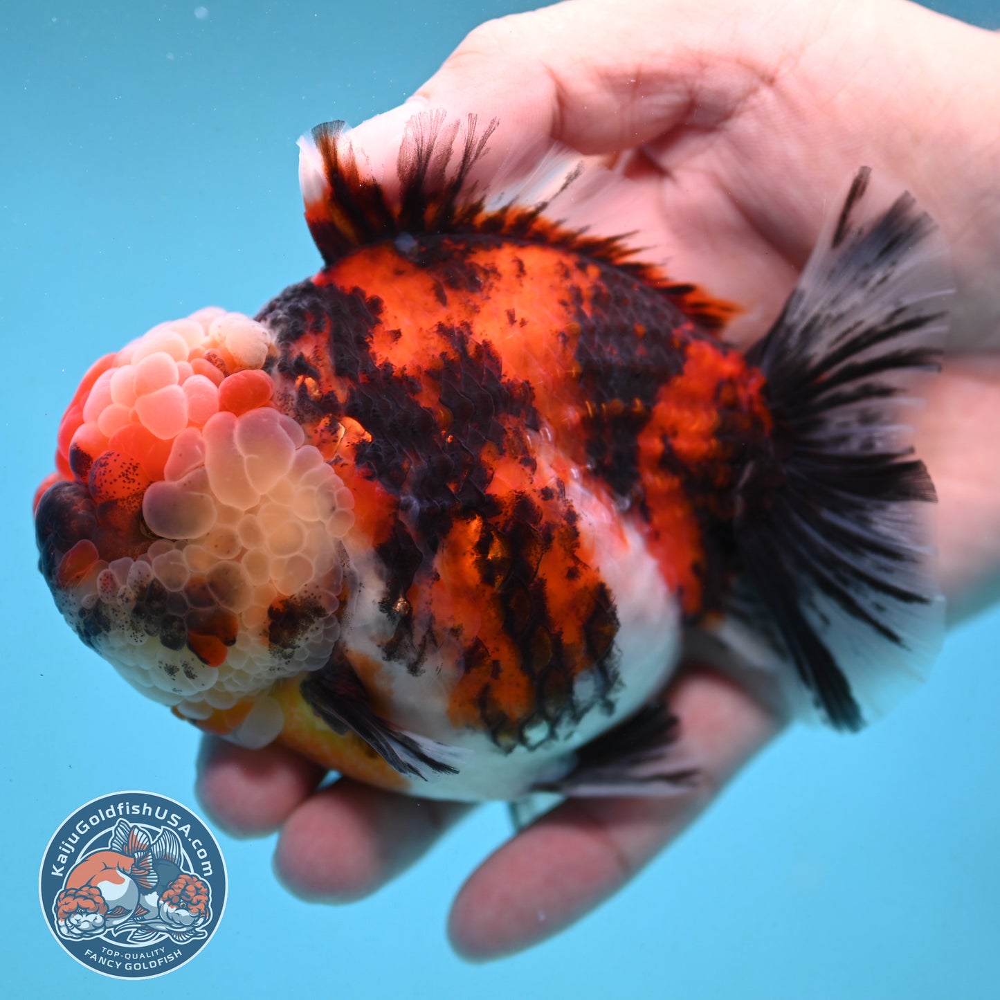 Tricolor Tiger Oranda 4 inch Body (251003_OR07)