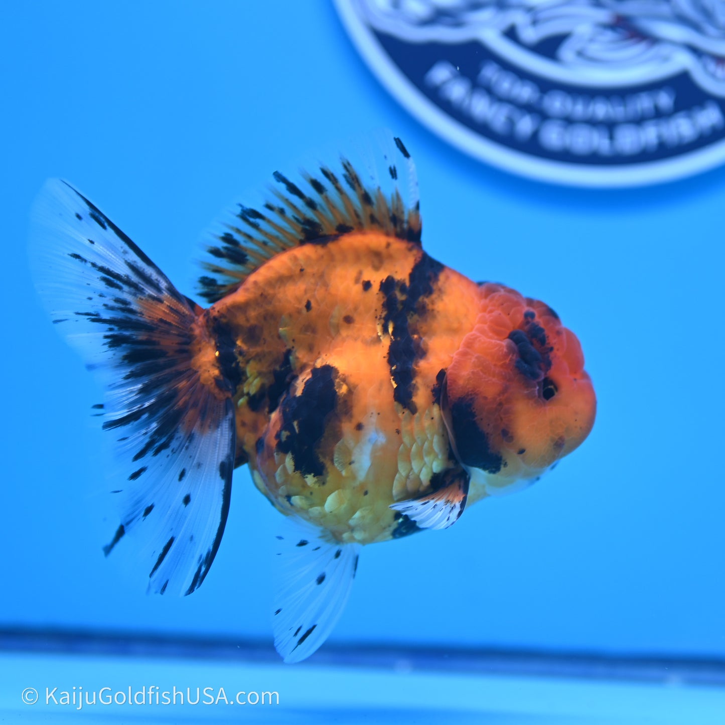 Shogun Godzilla Tiger Oranda 3.8in Body (240719_OR07) - Kaiju Goldfish USA