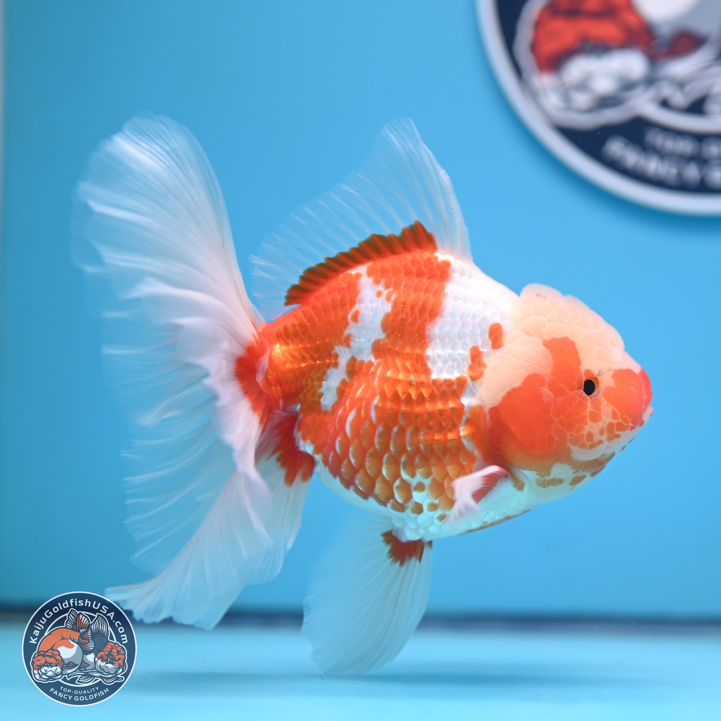 Jade Head Red White Rose Tail Oranda 4-6.5 inches (240906_OR07) - Kaiju Goldfish USA