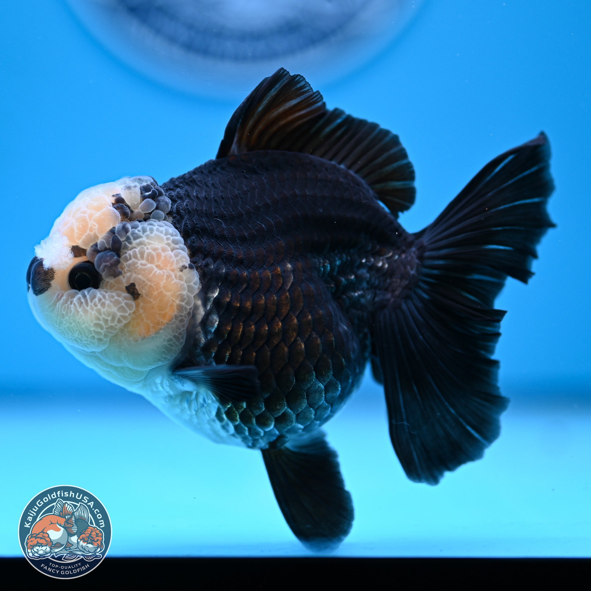 Panda Rose Tail Oranda 3.5in body (240809_OR07) - Kaiju Goldfish USA