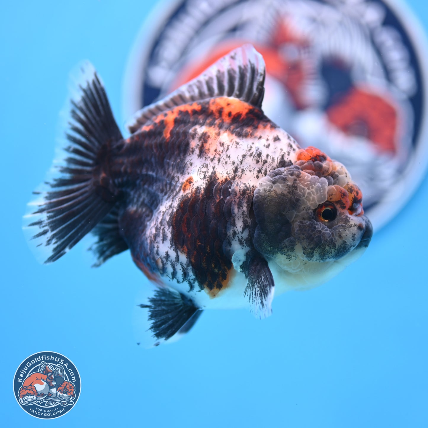 Shogun Calico Oranda 4 inches Body - Female (250207_OR07)