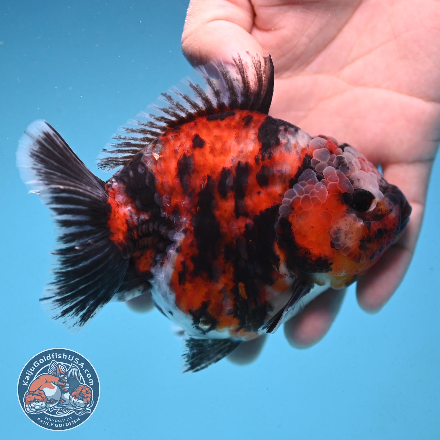 Tiger Oranda 4 inch Body (250912_OR07)