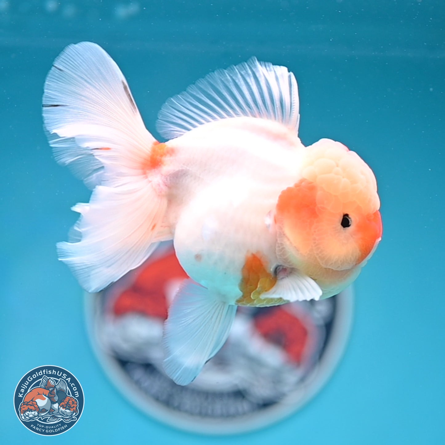 Sakura Rose Tail Oranda 3.5 inches Body - Female (250404_OR07)
