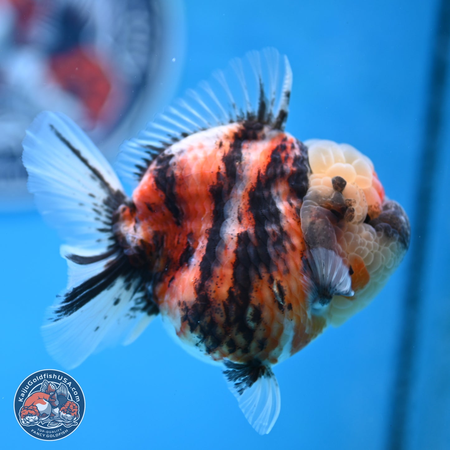 Tricolor Tiger YuanBao Oranda 3.25 inches Body - Female (250314_OR07)