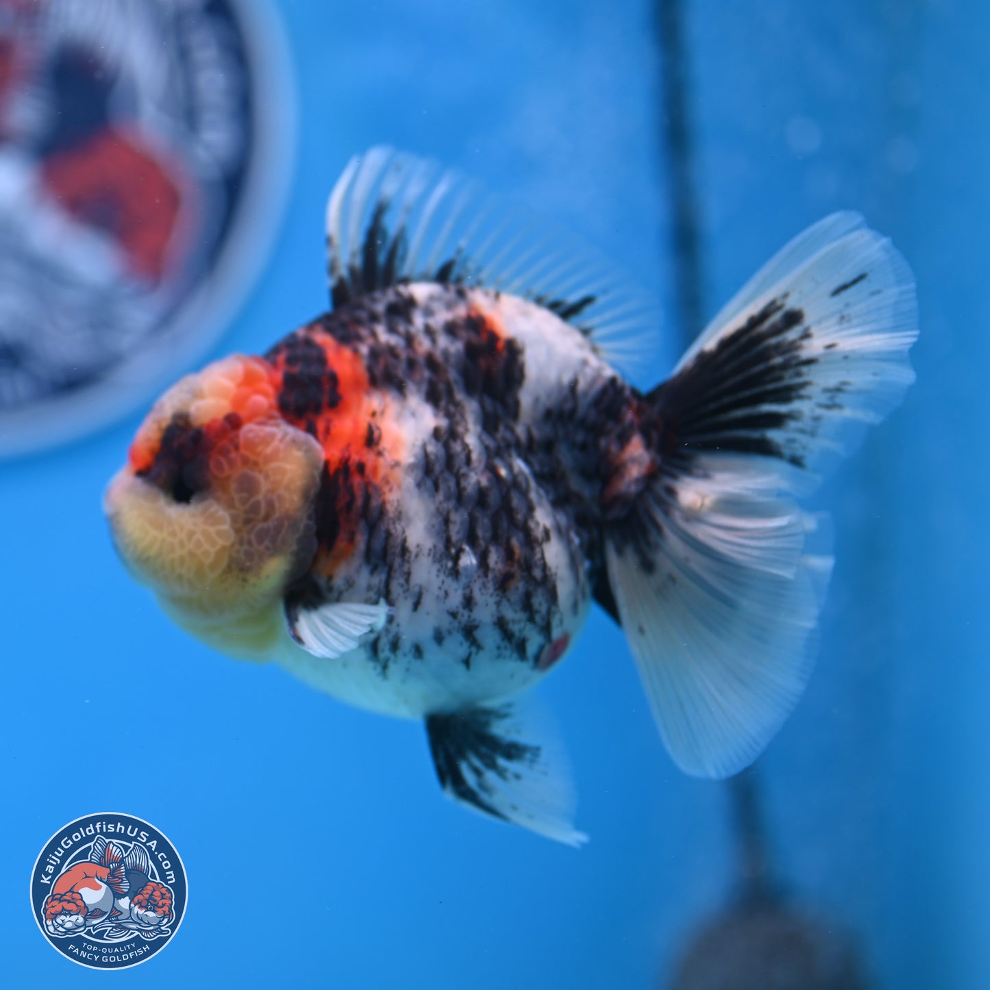 Tricolor Tiger RoseTail Oranda 3.5 inches Body - Female (250307_OR07)