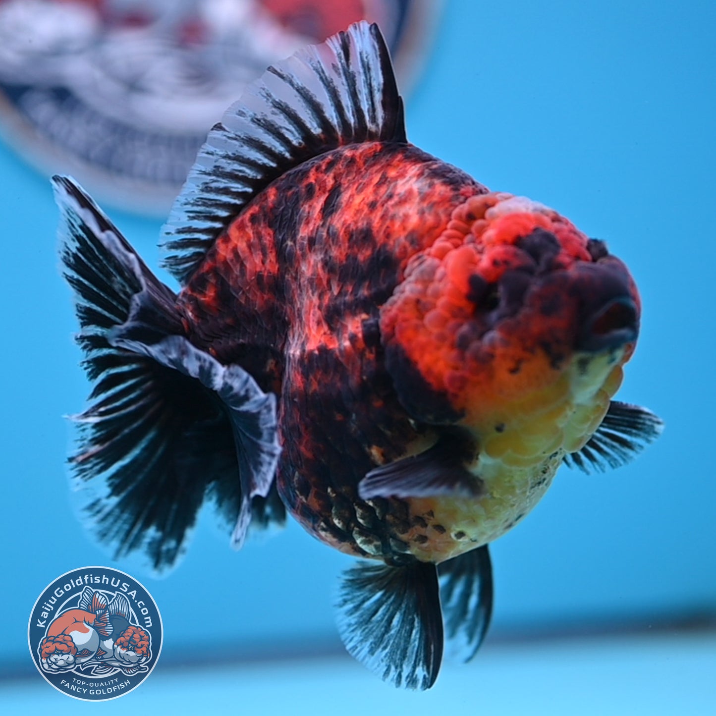Red Kirin Oranda 4.5 inches Body (250516_OR07)