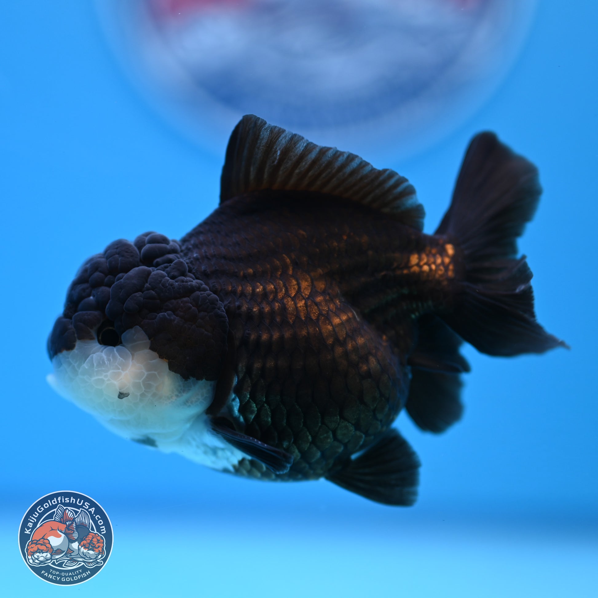 Panda Oranda 3.5-4 inches (240913_OR07) - Kaiju Goldfish USA