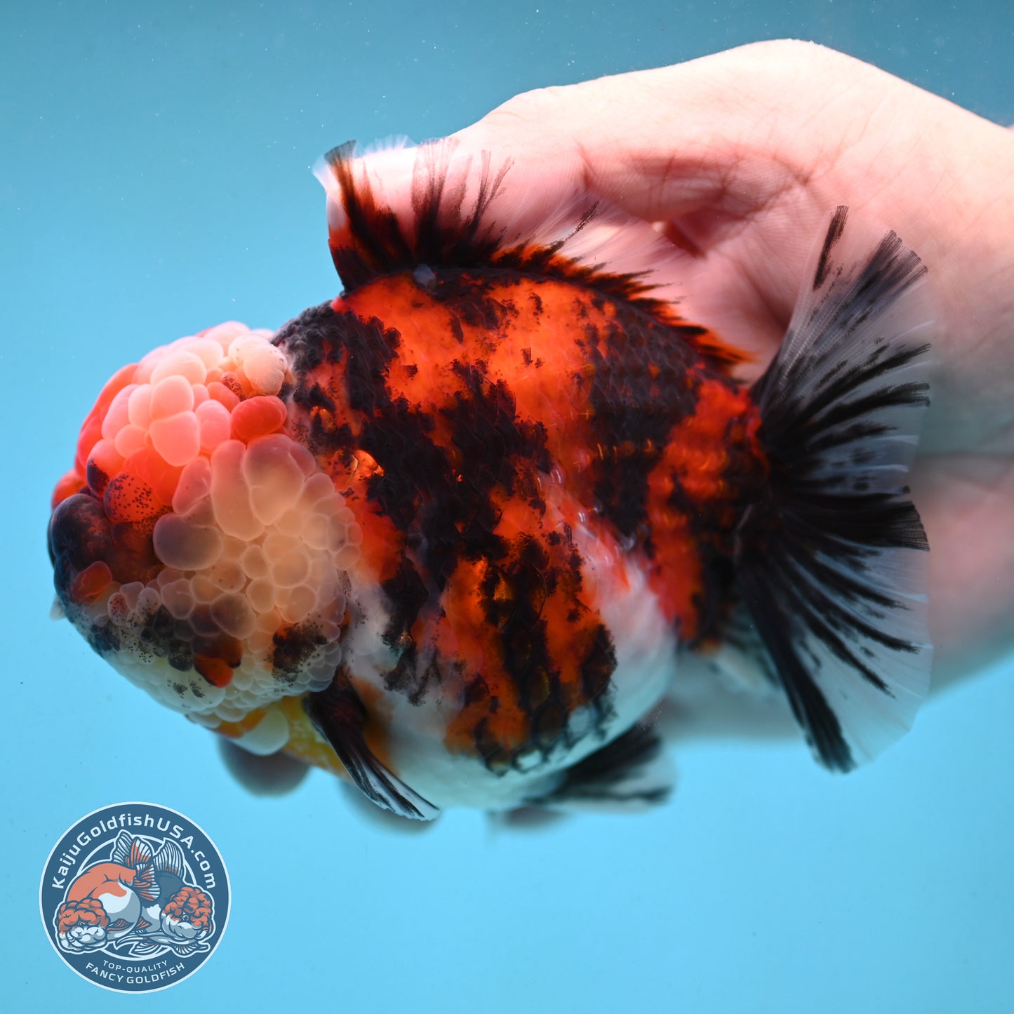 Tricolor Tiger Oranda 4 inch Body (251003_OR07)