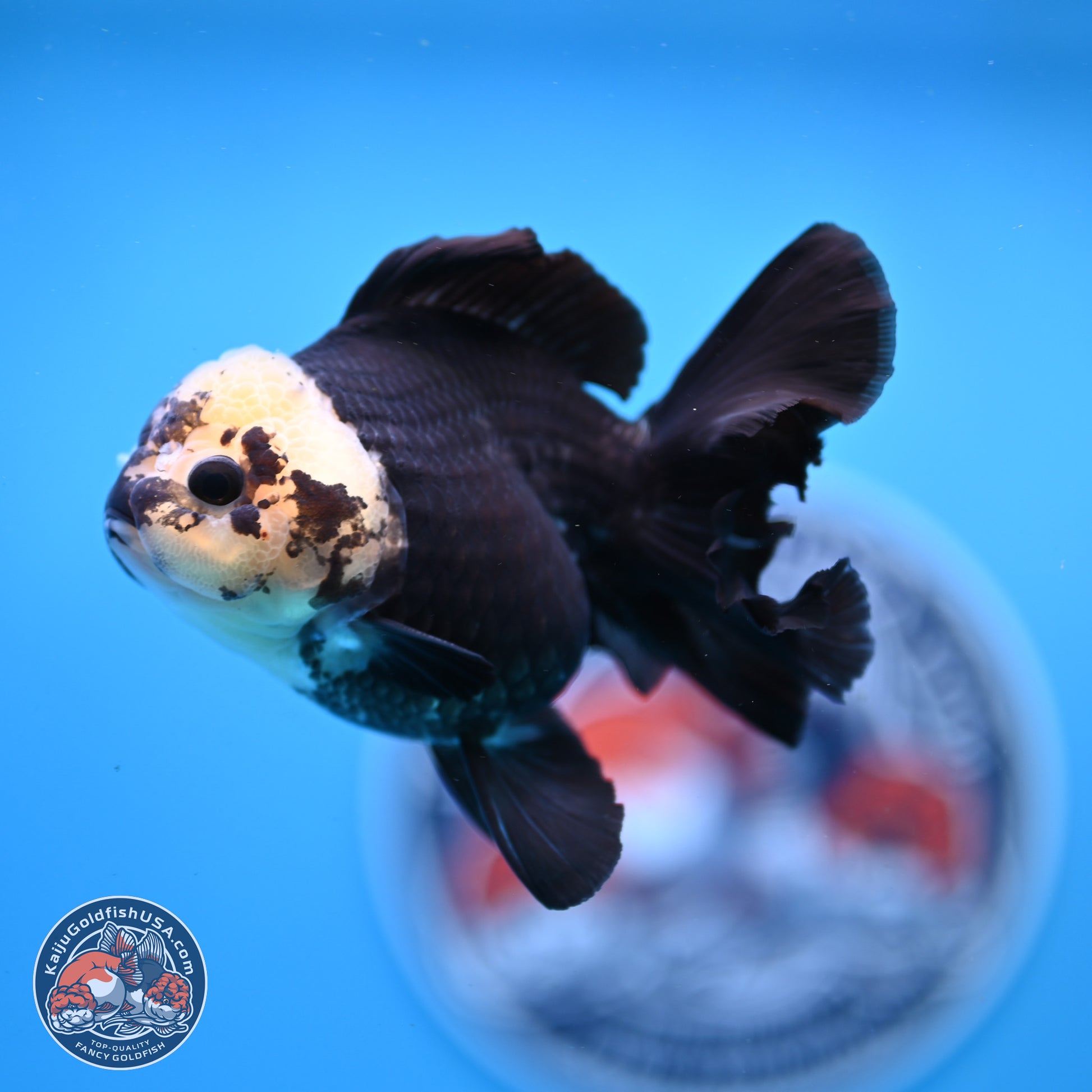 Panda Rose Tail Oranda 3.25in Body (240823_OR7) - Kaiju Goldfish USA