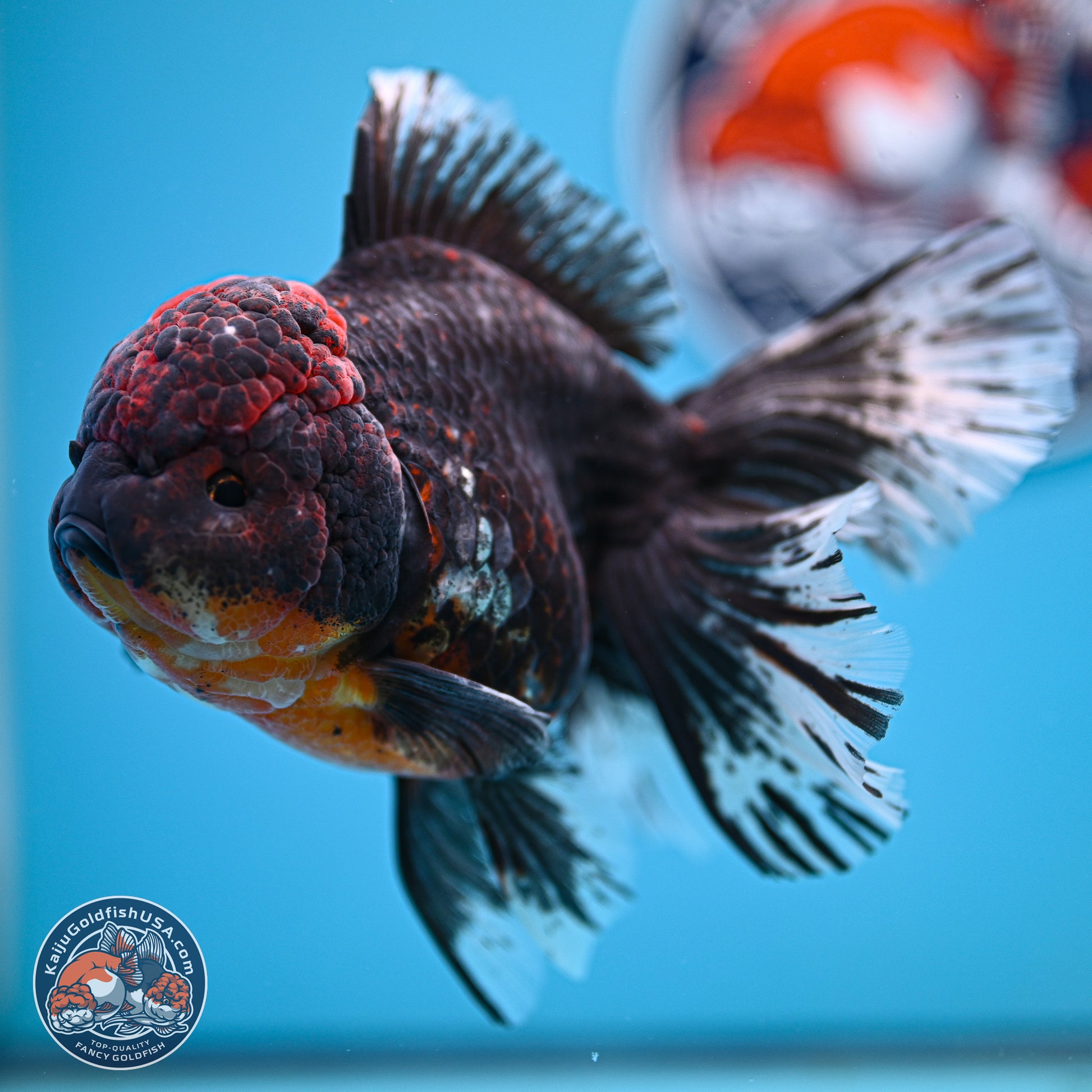 Kirin Rose Tail Oranda 4 inches Body - Female (241129_OR07) - Kaiju Goldfish USA