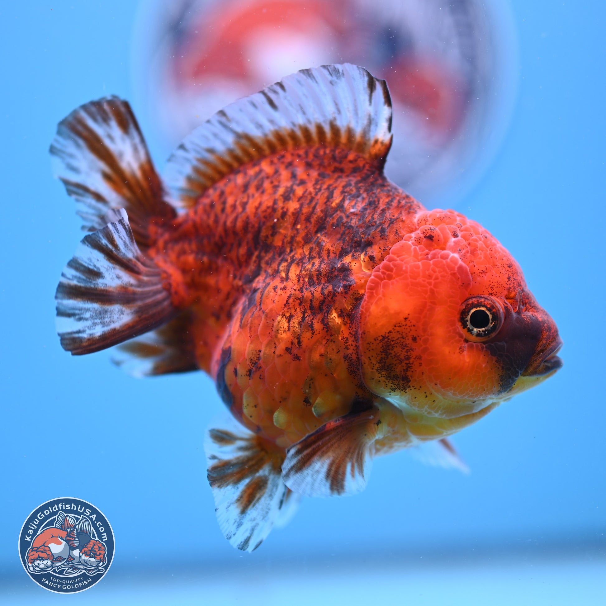 Tiger YuanBao Oranda 4 inches Body - Female (241206_OR07) - Kaiju Goldfish USA