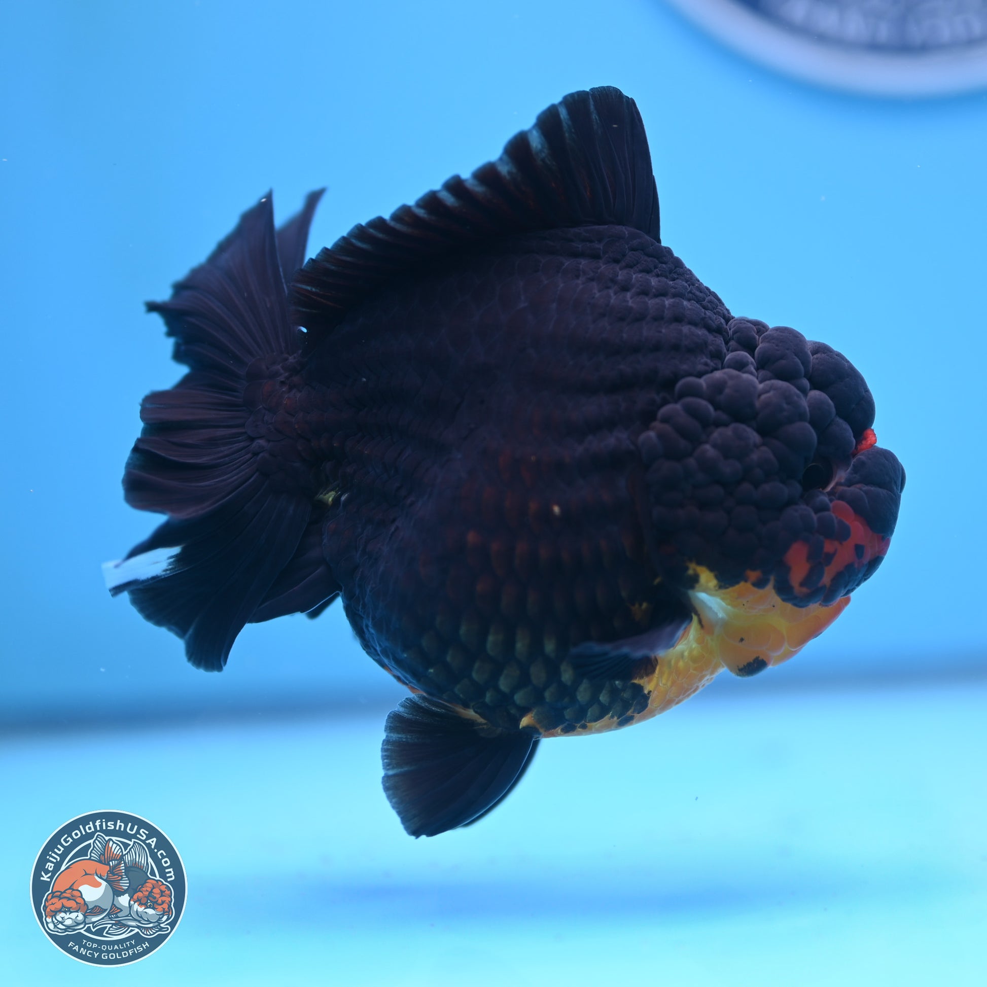 Apache YuanBao Oranda 5 inches (241025_OR07) - Kaiju Goldfish USA