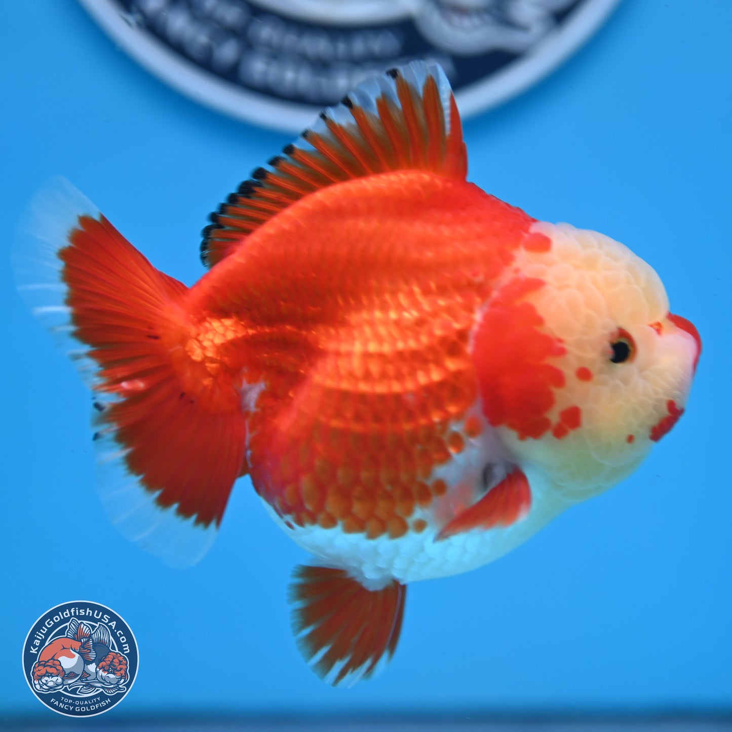 Jade Head Red White YuanBao Oranda 3.5 inches Body - Female (250214_OR07)