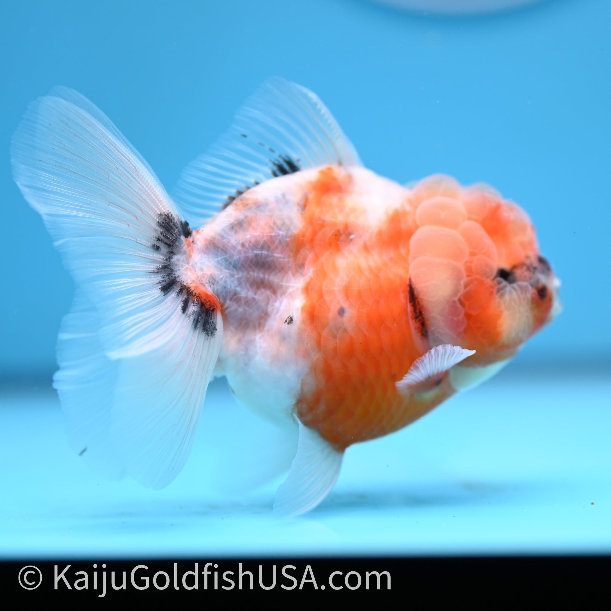 Shogun Godzilla Tricolor Sakura Oranda 3.5in Body (240726_OR07) - Kaiju Goldfish USA