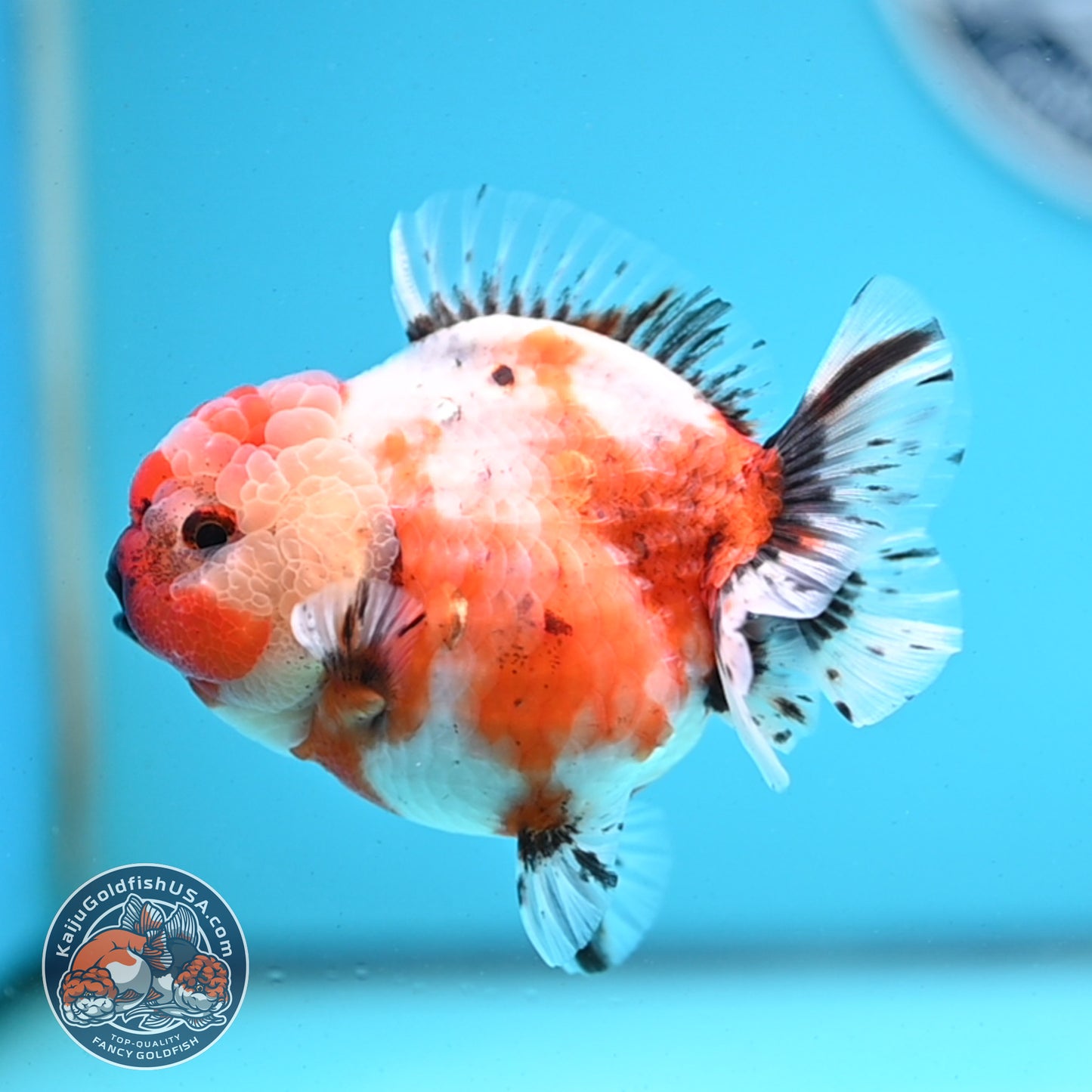 Shogun Tricolor Sakura Oranda 3.5 inches Body - Female (250418_OR07)