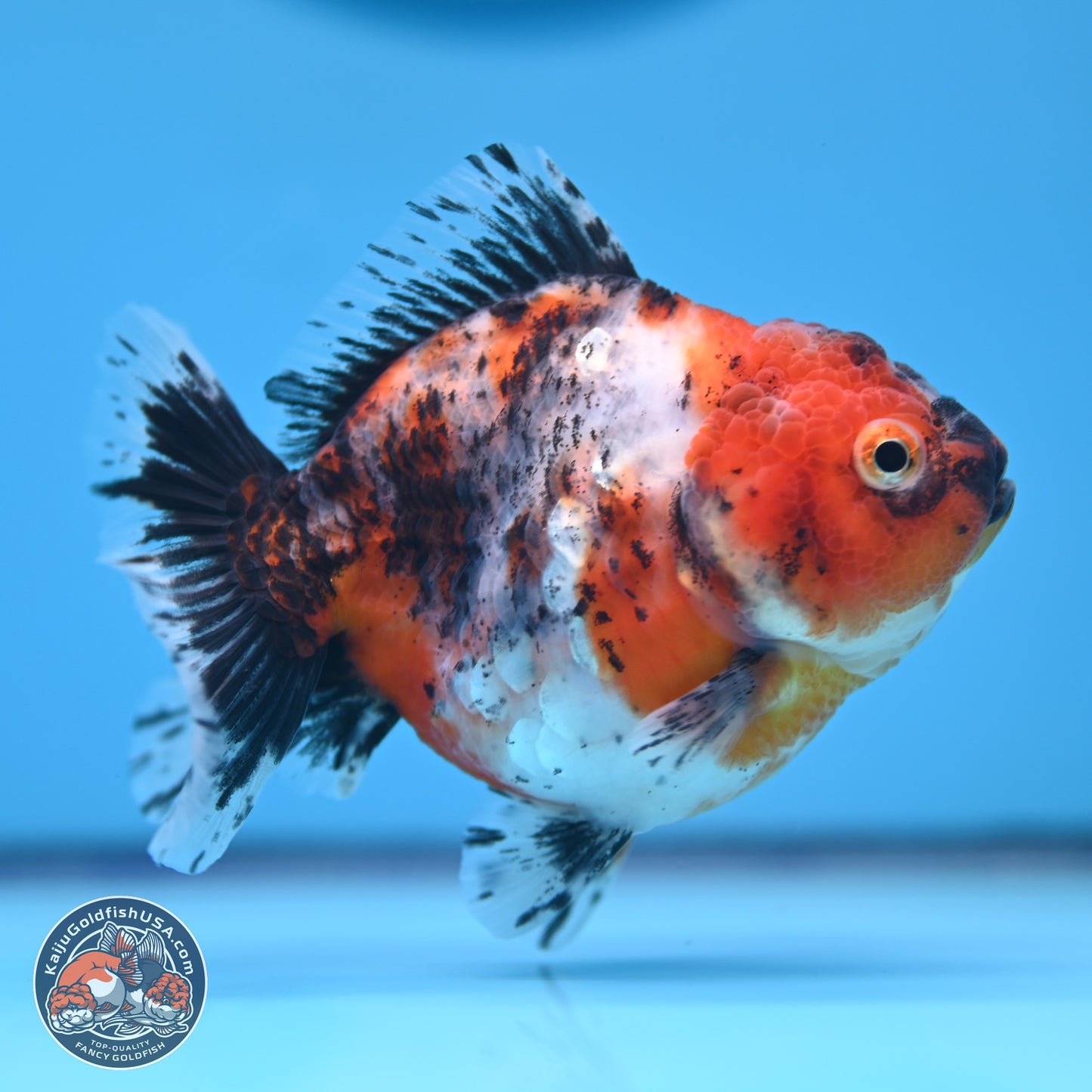 Shogun Calico Oranda 3.5-4.5 in (241011_OR07) - Kaiju Goldfish USA