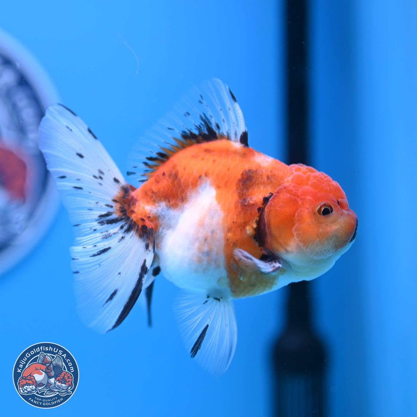 Shogun Tricolor Sakura Rose Tail Oranda 3.5in Body (240802_OR07) - Kaiju Goldfish USA