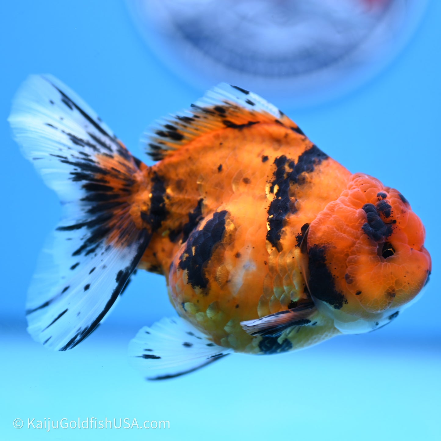 Shogun Godzilla Tiger Oranda 3.8in Body (240719_OR07) - Kaiju Goldfish USA