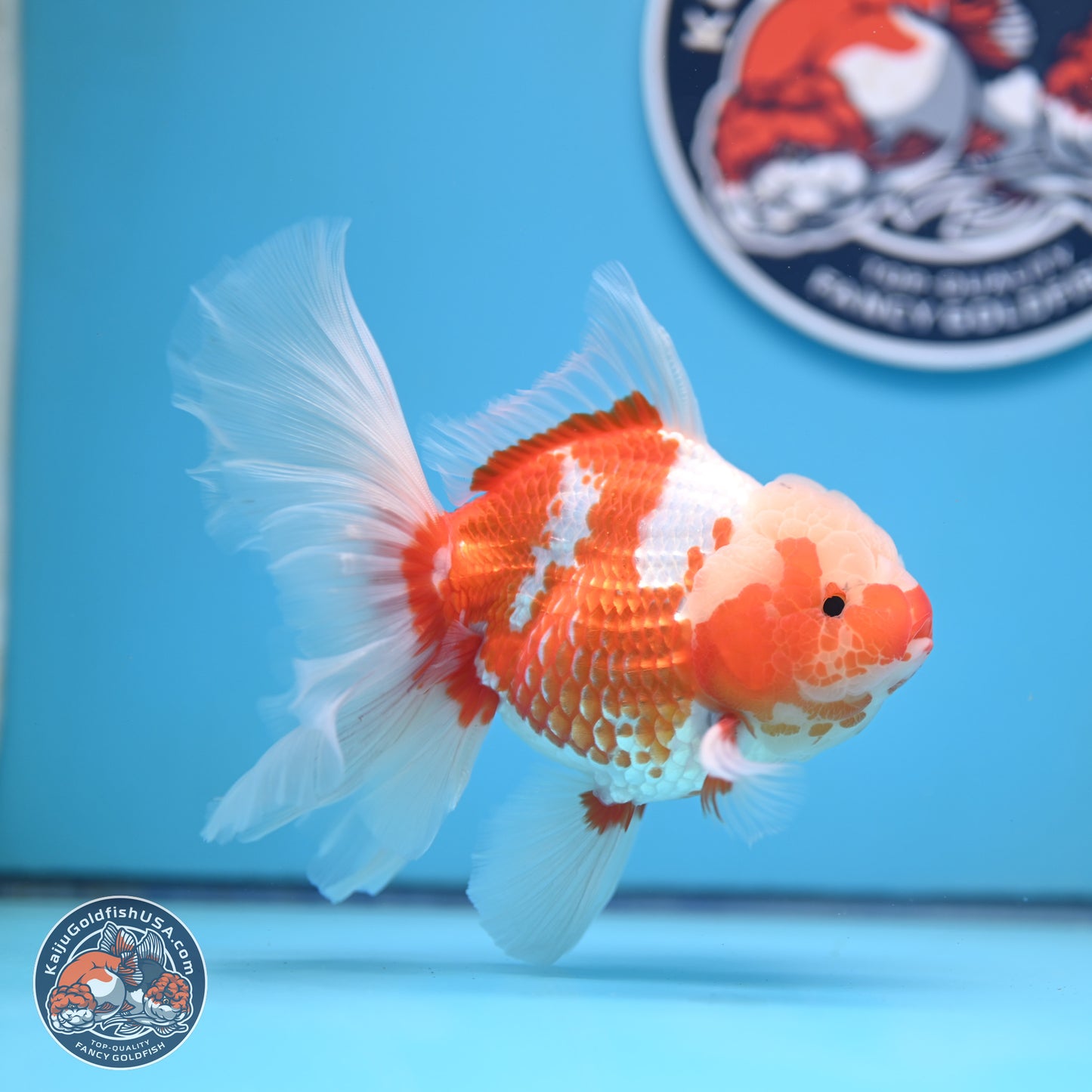 Jade Head Red White Rose Tail Oranda 4-6.5 inches (240906_OR07) - Kaiju Goldfish USA