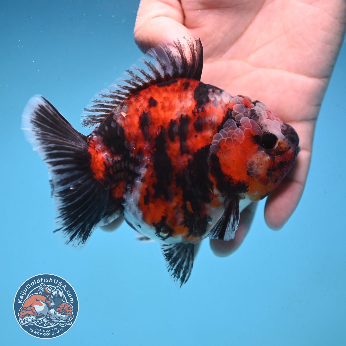 Tiger Oranda 4 inch Body (250912_OR07)