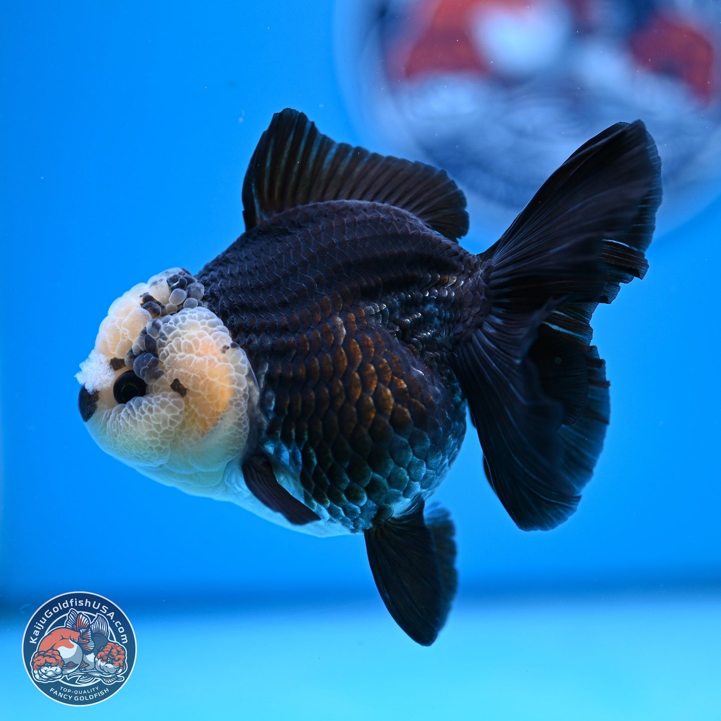 Panda Rose Tail Oranda 3.5in body (240809_OR07) - Kaiju Goldfish USA