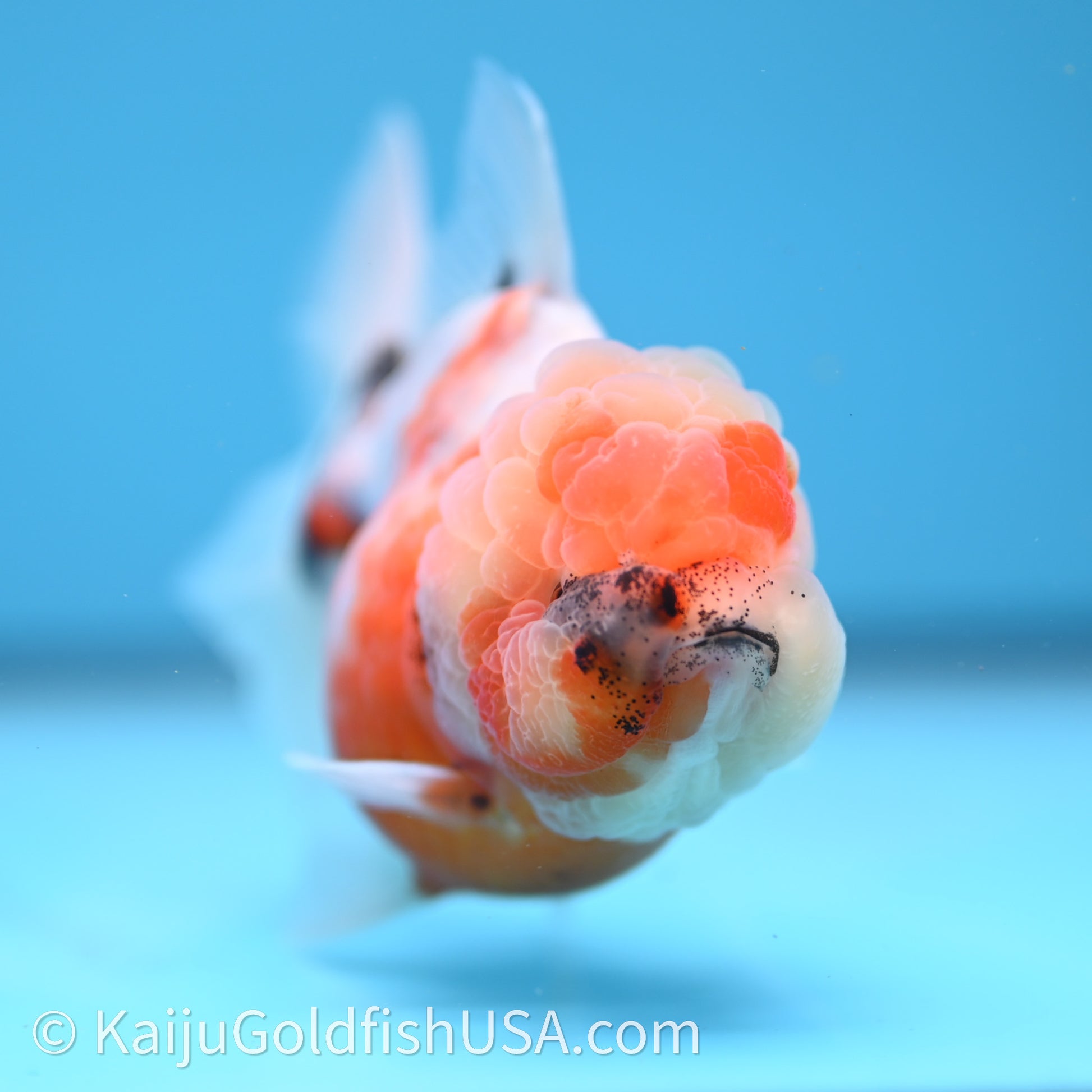 Shogun Godzilla Tricolor Sakura Oranda 3.5in Body (240726_OR07) - Kaiju Goldfish USA