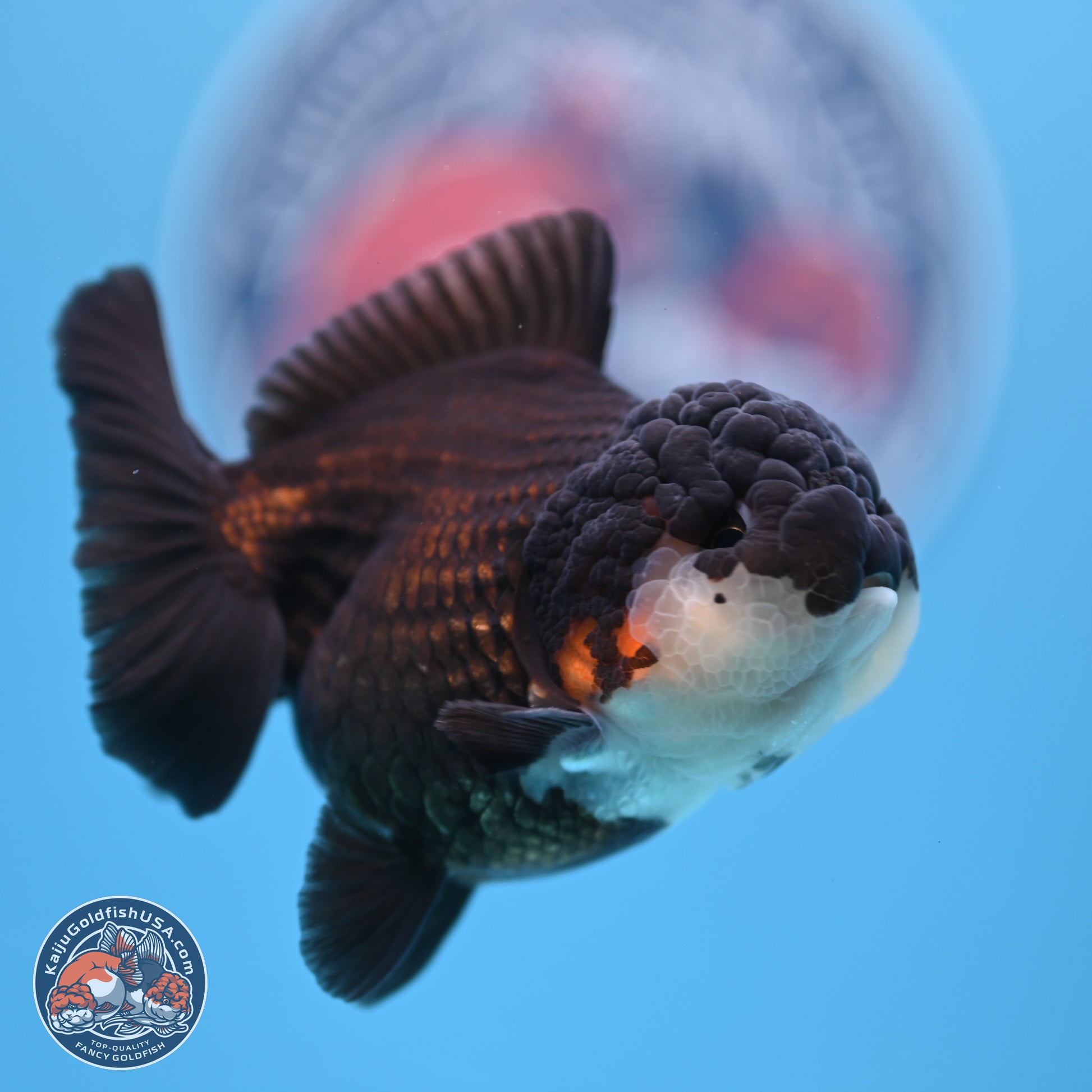 Panda Oranda 3.5-4 inches (240913_OR07) - Kaiju Goldfish USA