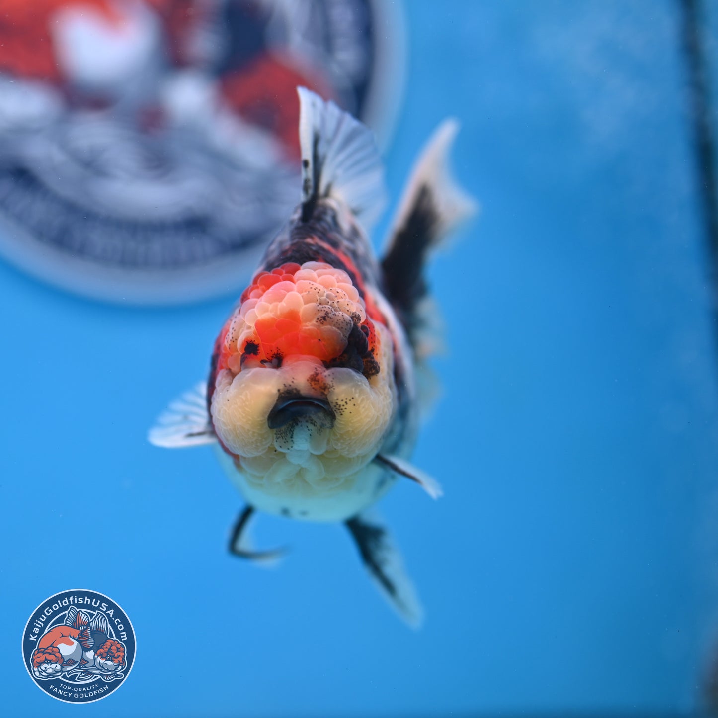 Tricolor Tiger RoseTail Oranda 3.5 inches Body - Female (250307_OR07)