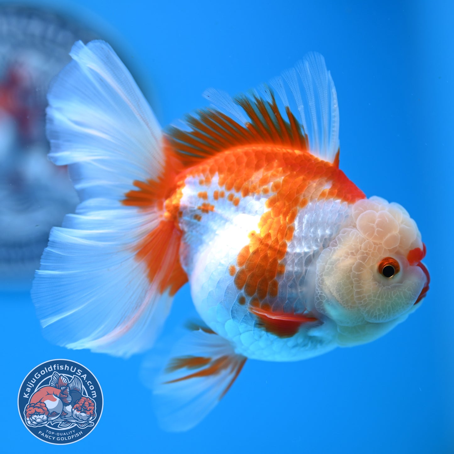 Red White Rose Tail Oranda 3.25 inches Body (250523_OR07)