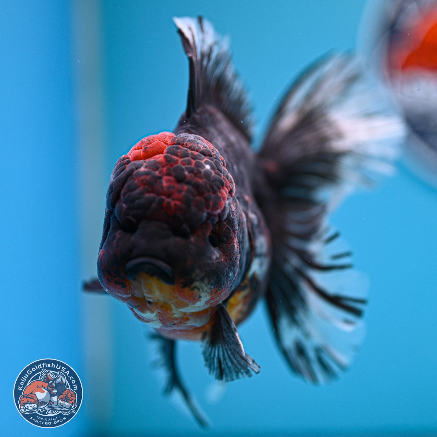 Kirin Rose Tail Oranda 4 inches Body - Female (241129_OR07) - Kaiju Goldfish USA