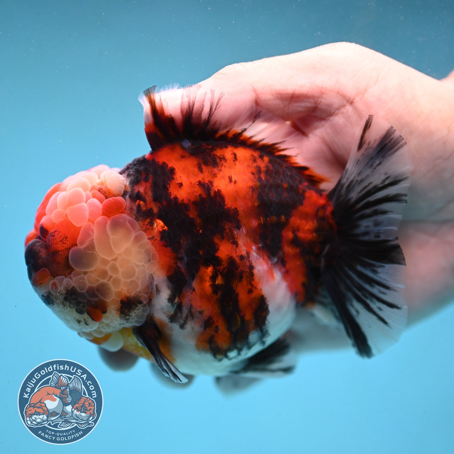 Tricolor Tiger Oranda 4 inch Body (251003_OR07)
