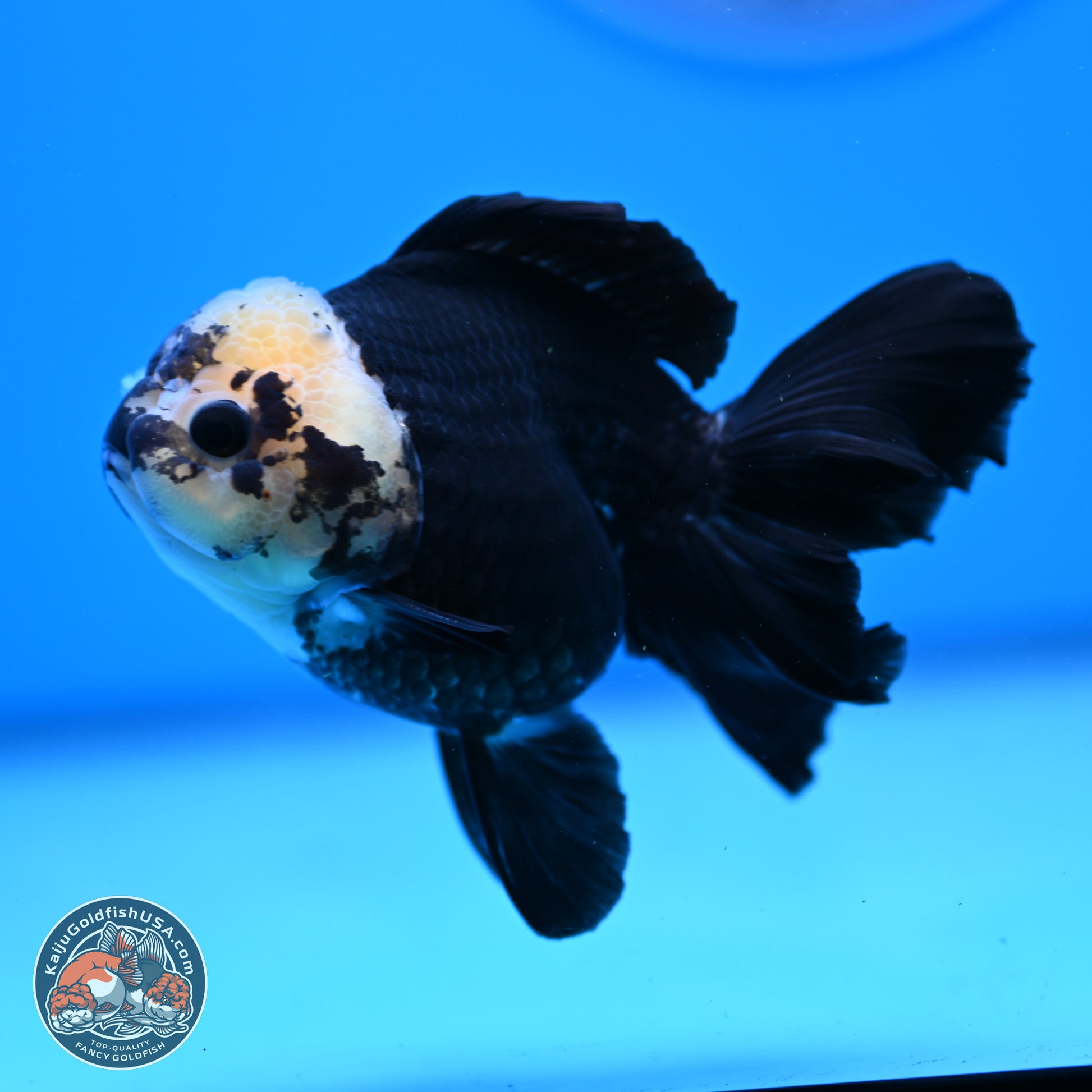 Panda Rose Tail Oranda 3.25in Body (240823_OR7) - Kaiju Goldfish USA