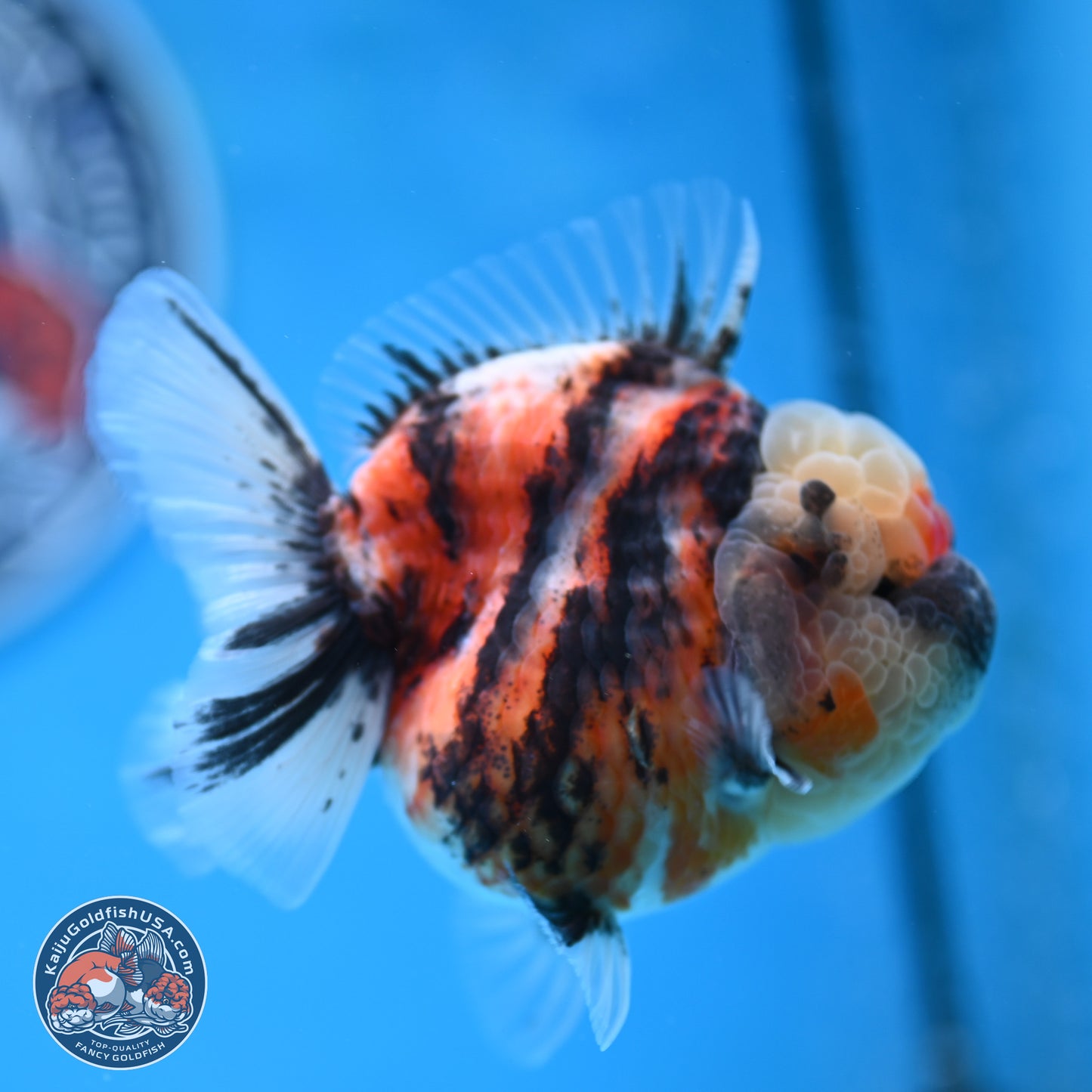 Tricolor Tiger YuanBao Oranda 3.25 inches Body - Female (250314_OR07)