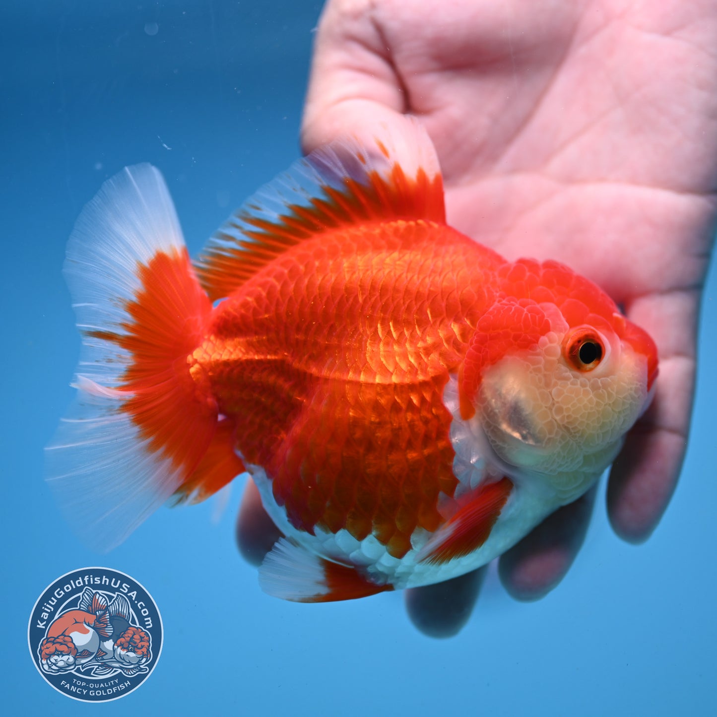 Red White Oranda 4 inch Body (250919_OR07)