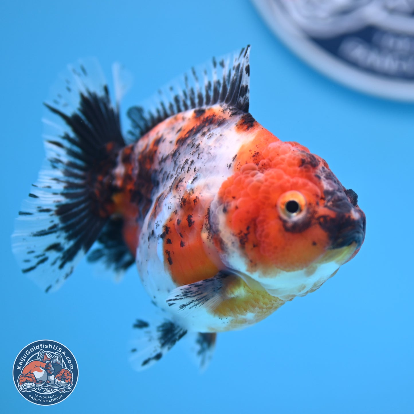 Shogun Calico Oranda 3.5-4.5 in (241011_OR07) - Kaiju Goldfish USA