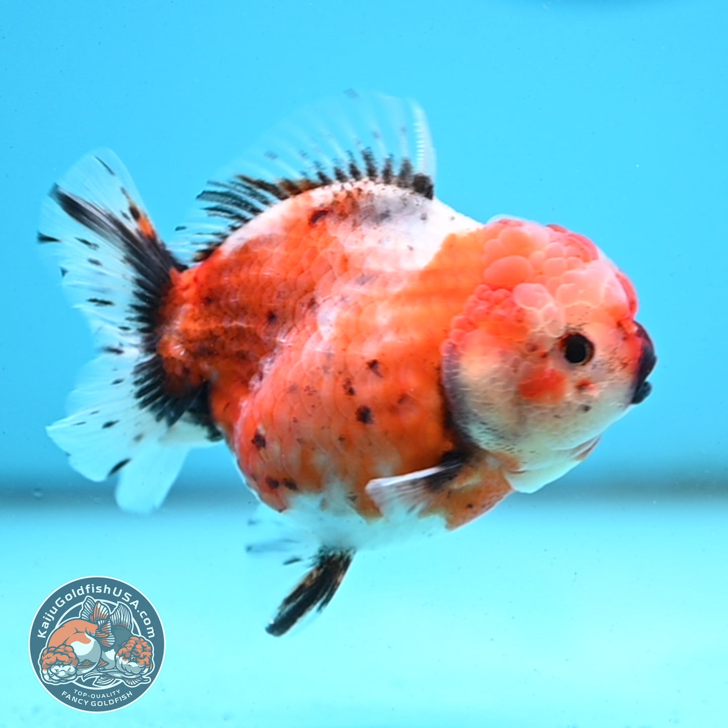 Shogun Tricolor Sakura Oranda 3.5 inches Body - Female (250418_OR07)