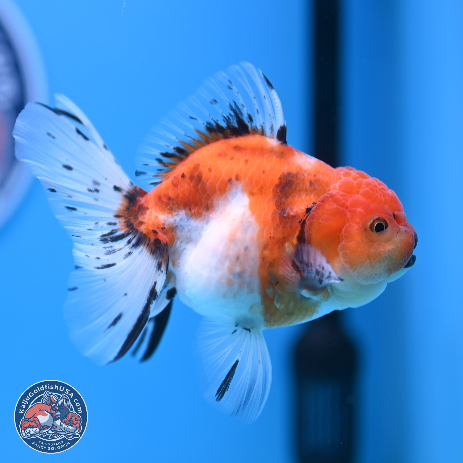 Shogun Tricolor Sakura Rose Tail Oranda 3.5in Body (240802_OR07) - Kaiju Goldfish USA