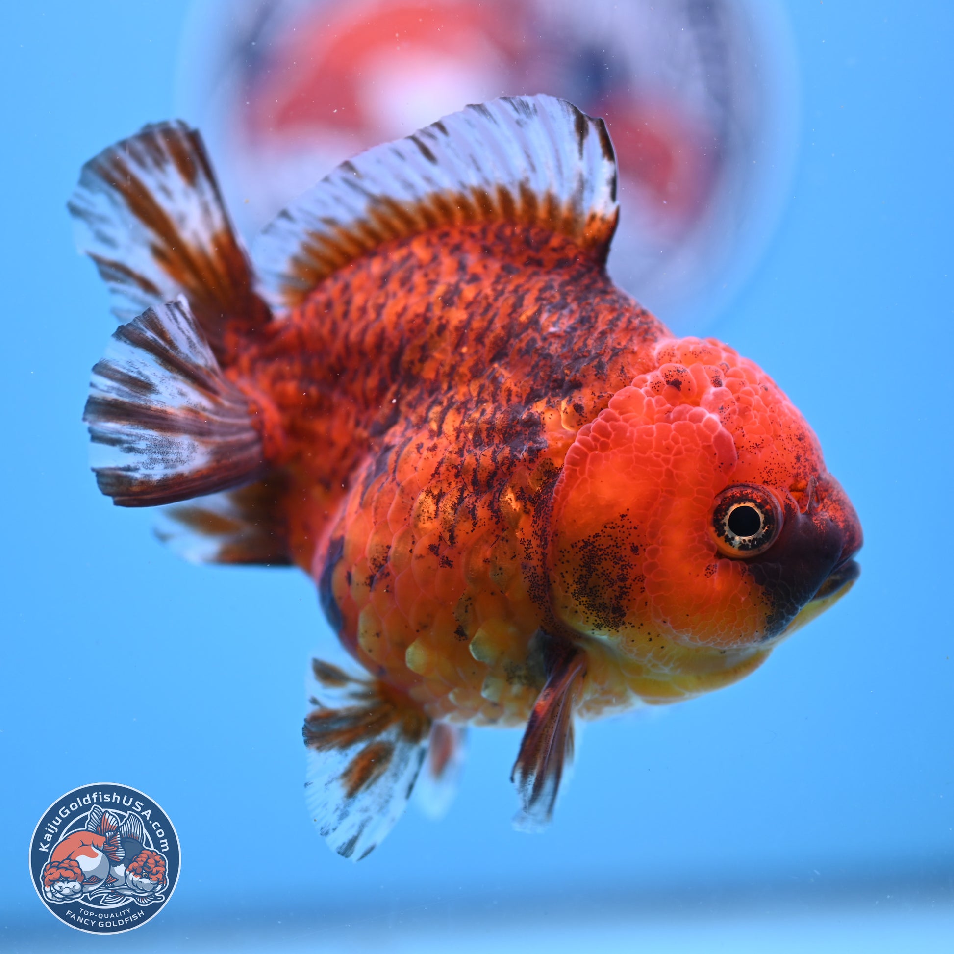 Tiger YuanBao Oranda 4 inches Body - Female (241206_OR07) - Kaiju Goldfish USA