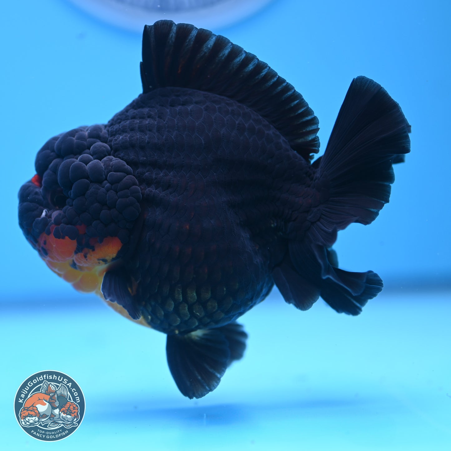 Apache YuanBao Oranda 5 inches (241025_OR07) - Kaiju Goldfish USA